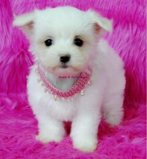 Maltese puppies for sale 