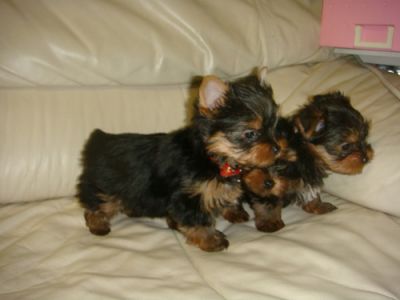 Teacup yorkie puppies