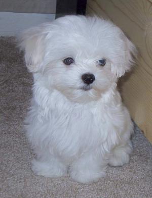 Darling teacup Maltese puppy