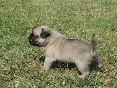 Fawn Pug  Puppies Available For good home