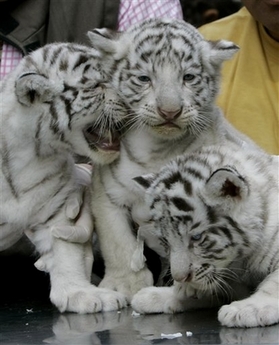 exotic feline white lion cubs and tiger cubs available.