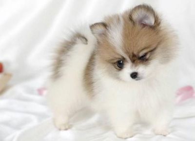 male and female pomeranian puppies for adoption