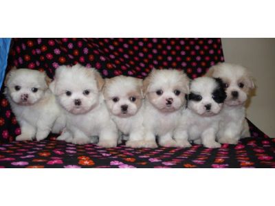 Beautiful shihtzu/Maltese mixed! Adorable