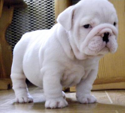 beautiful english bulldog pup ready to go for adoption.