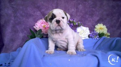 OMG!!! Cute Male and Female English Bulldog Pupies for adoption