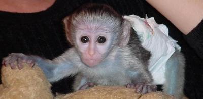  Adorable baby capuchin monkeys for adoption
