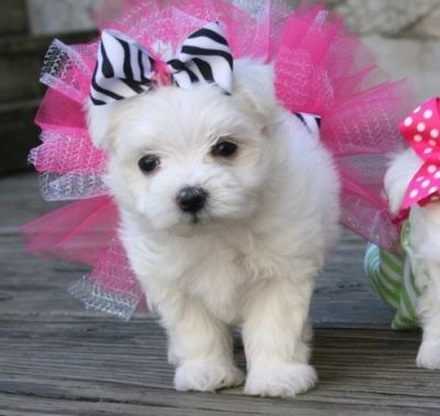 out standing Maltese puppies seeking new homes