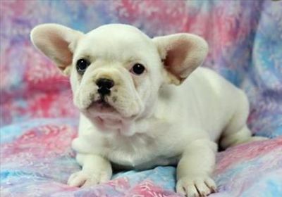 French Bulldog Puppies