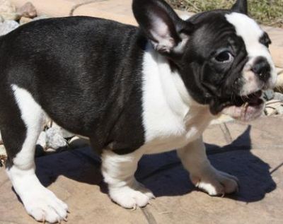 French Bulldog Puppies For Sale 