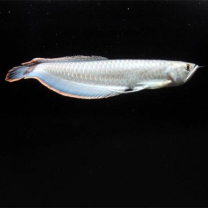 SUPER RED TAILED AROWANAS AS=ND MANY OTHER FISH FOR SALE NOW......VERY CHEAP
