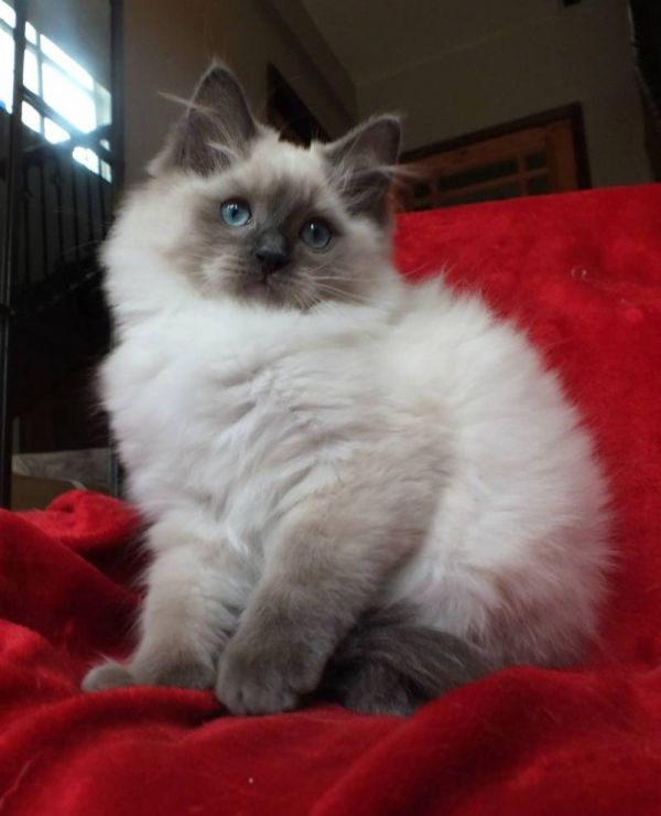 Ragdoll Kittens