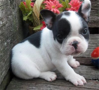 Cute French Bulldog pupies ready 