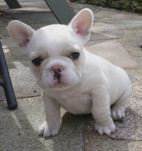 Hello we have 4 lovely French bulldog puppies ready to now to lovely homes, they are pure breed blue