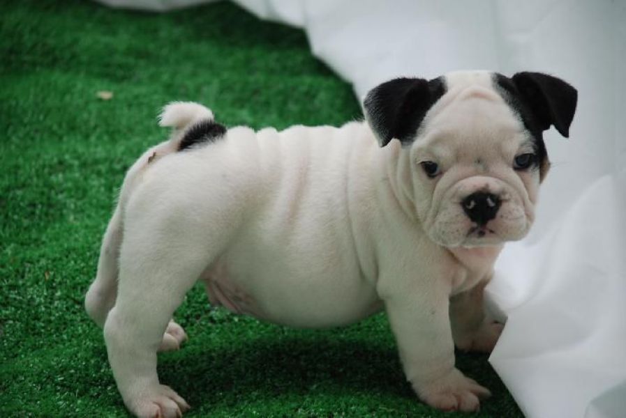 Awesome English bulldog puppies for adoption