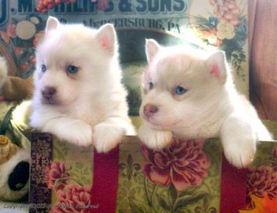 Excellent Siberian Husky Puppies For Sale.