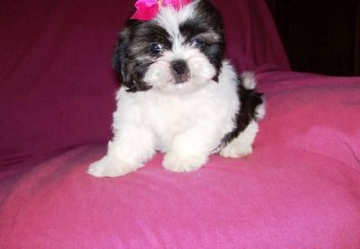 Shih Tzu Puppies Available