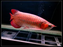 Grade A red arowana's and many others of various species for sale