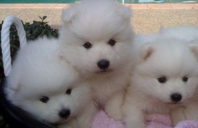 Japanese Spitzs Puppies For Sale Now