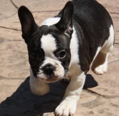 French Bulldog Puppies For Sale 