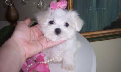 maltese puppies for homes that love it 