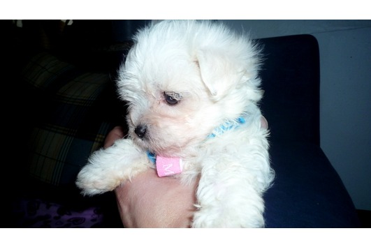 Pure-breed  Regrettably for sale Maltese Puppies  for sale.