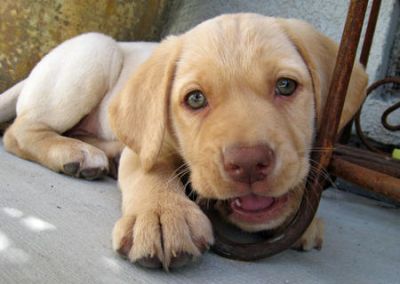 Labrador Retrievers for sale