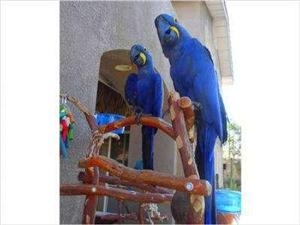 cute lovely perrots for sale