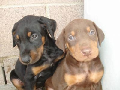 Doberman puppies For Adoption