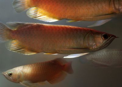  High Quality Super Red Arowana and others for sale