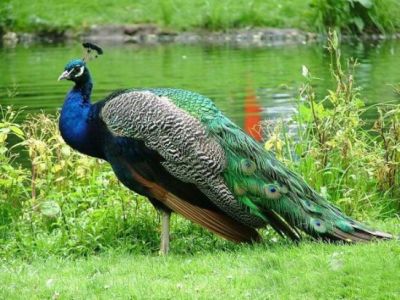 Amazing peacock bird for sale.