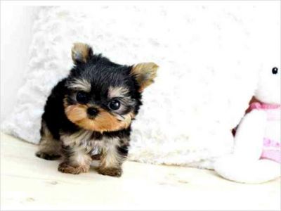 Healthy And Adorable Yorkie Puppies available for a Lovely Home.Email (jenniferrocha2013@gmail.com)
