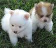 Adorable Teacup Pomeranian Puppies For Adoption