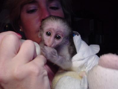Gorgeous Baby Capuchin Monkeys For Adoption