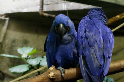   Free Pair Of Hyacinth Macaw Parrots For Free