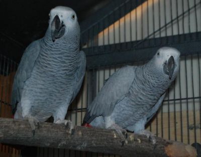 Adorable well socialized Congo African grays parrots for you