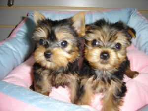 Chech Out Our Pure Bred Yorkie Puppies For Adoption