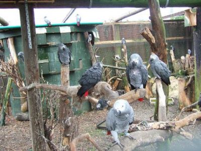 Gorgeous Hand-fed Baby Parrots For Sale