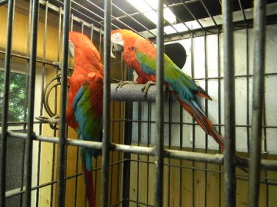Free Pair Of Green Winged Macaw Parrots for a good home