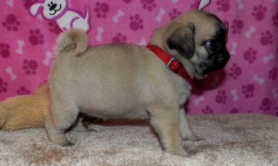 Adorable Pug Puppies For Loving Homes