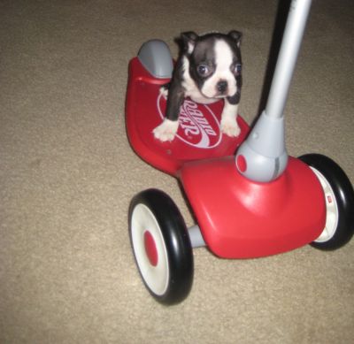 Adorable Boston Terrier Puppies KC Registered