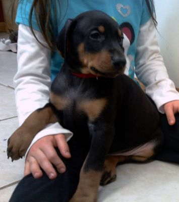 Home Trained Doberman Pinscher Puppies Available For Adoption