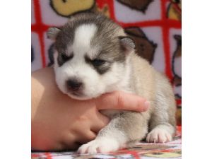 Two cute Siberian husky puppies