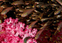 Great Barrier Reef Attractions