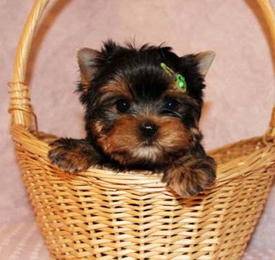 Male and Female Yorkie Pups ready for their new homes