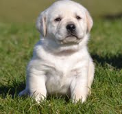  Chocolate Labrador Retrievers