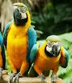 A beautiful pair of macaw Parrots for Free Adoptionbeautifu