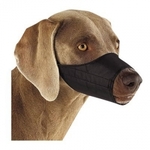 Various Dog Collars Available!