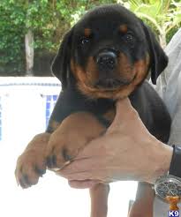 cute and adorable rottweilers puppies ready for adoption