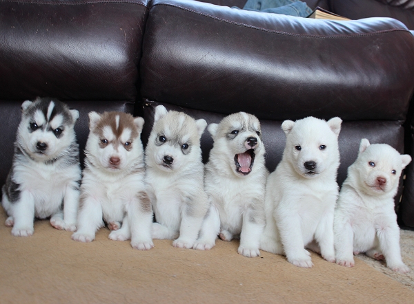Stunning Blue Eyes Siberian Husky Pups Ready Now