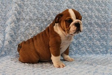 Adorable English Bulldog puppies for adoption